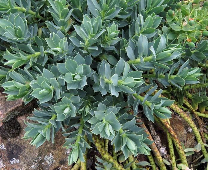 Euphorbia25