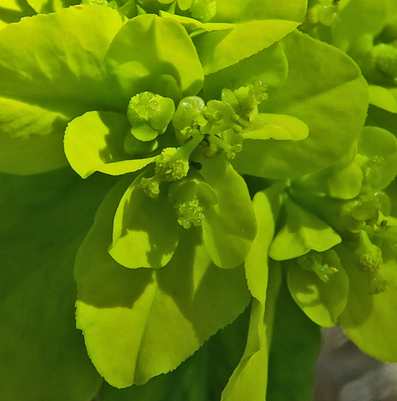 Euphorbia4b