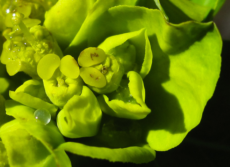 Euphorbia2a