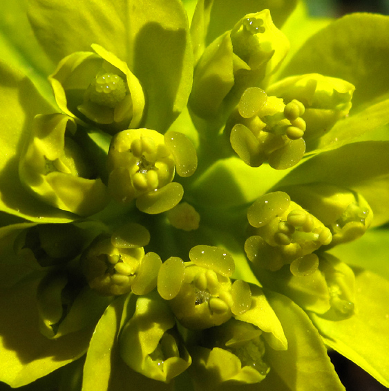 Euphorbia2