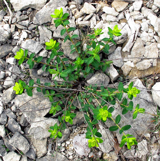Euphorbia0