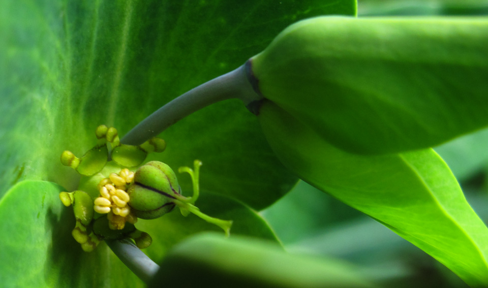 Euphorbia12d