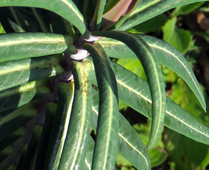 Euphorbia12a3