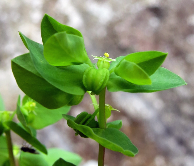 Euphorbia11b