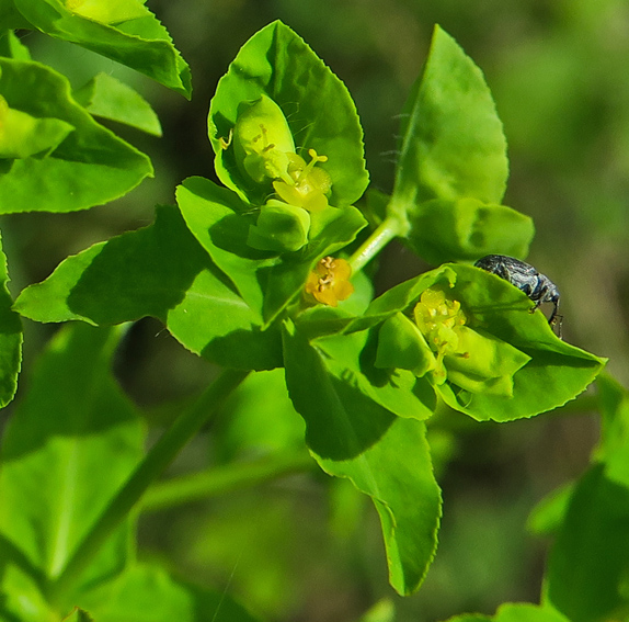 Euphorbia9a