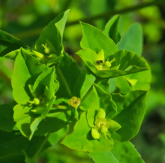 Euphorbia9