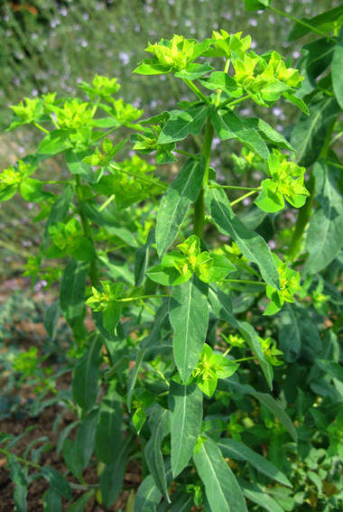 Euphorbia5