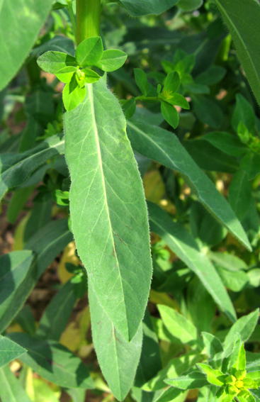 Euphorbia6