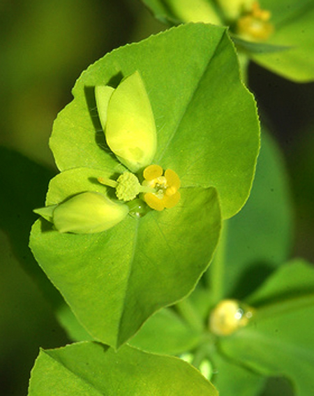 Euphorbia7