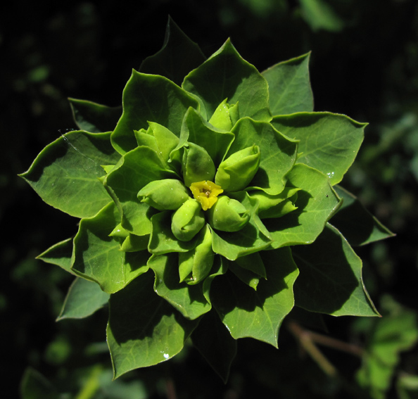 Euphorbia21