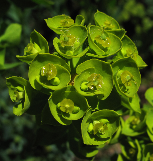 Euphorbia22