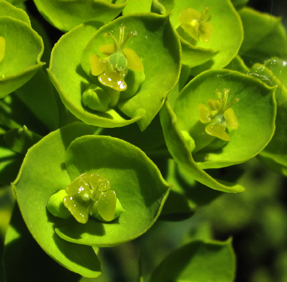 Euphorbia23