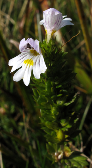 Euphrasia8