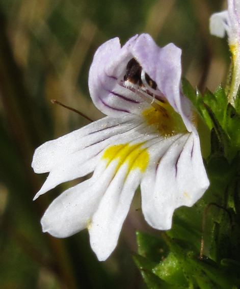 Euphrasia9