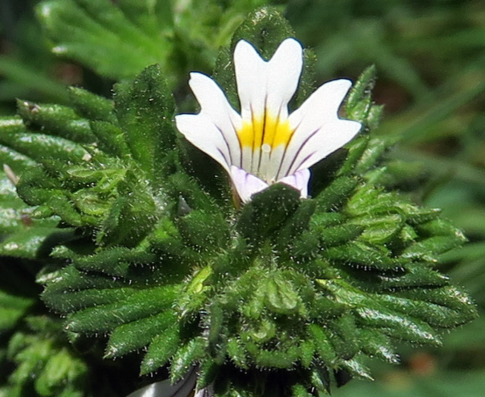 Euphrasia6b