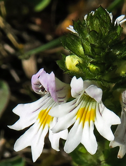 Euphrasia6