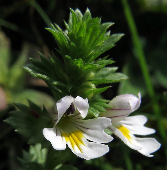 Euphrasia6a