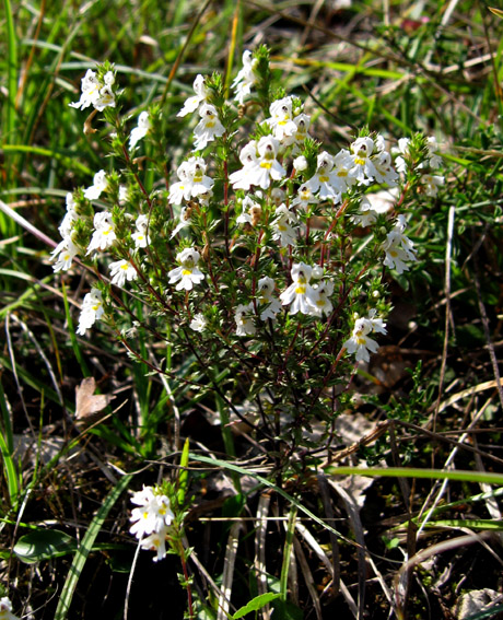 Euphrasia5