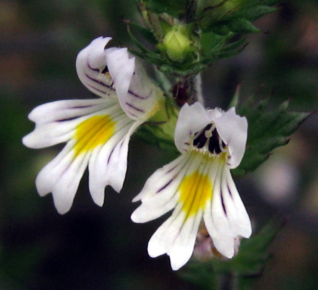 Euphrasia4