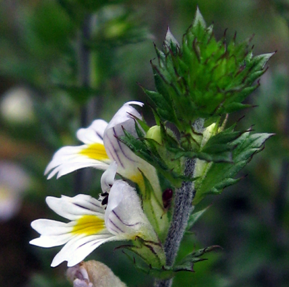 Euphrasia3