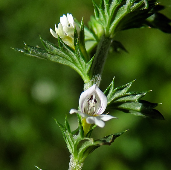 Euphrasia4d