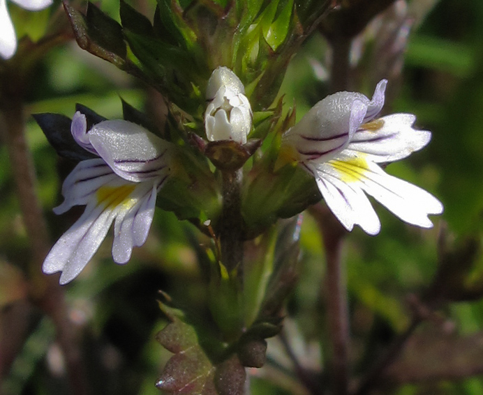 Euphrasia4a