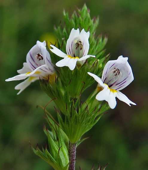 Euphrasia4e