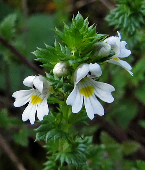 Euphrasia4c