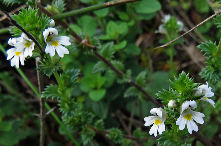 Euphrasia4b