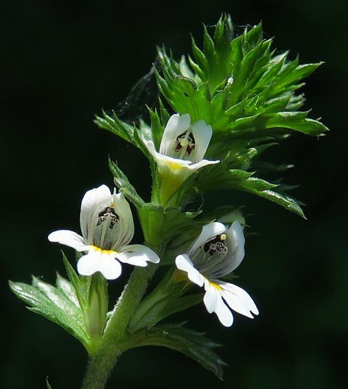 Euphrasia1