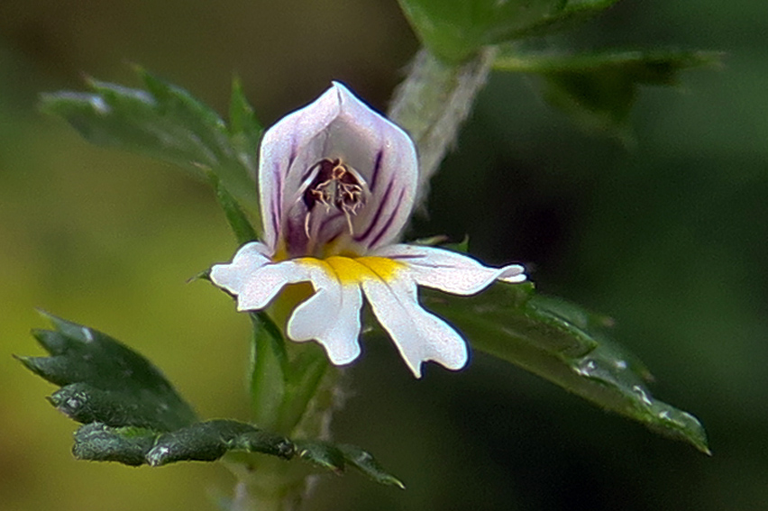 Euphrasia3a