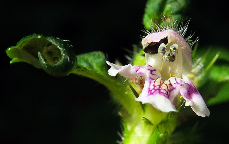 Galeopsis5f