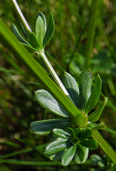 Galium6