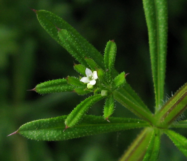 Galium3