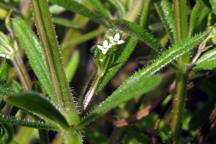 Galium2