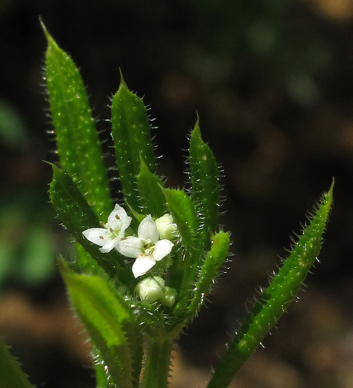 Galium3a