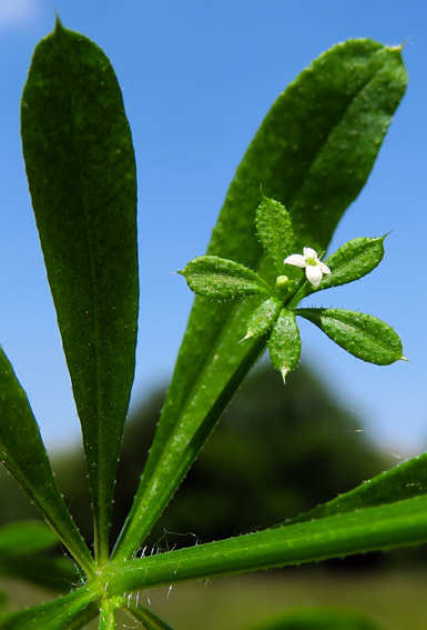 Galium3b