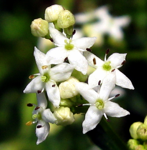 Galium7