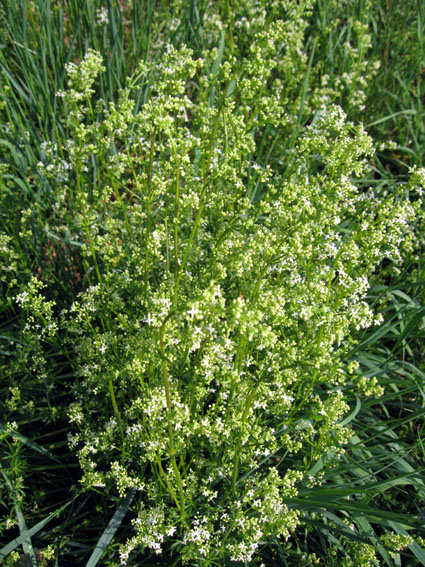 Galium5