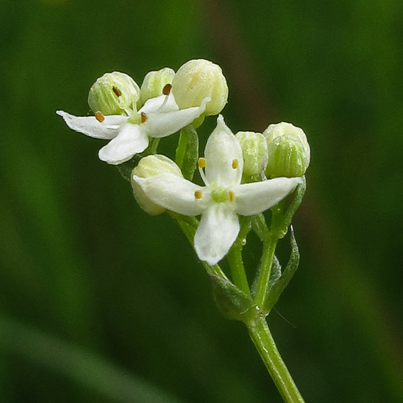 Galium8a