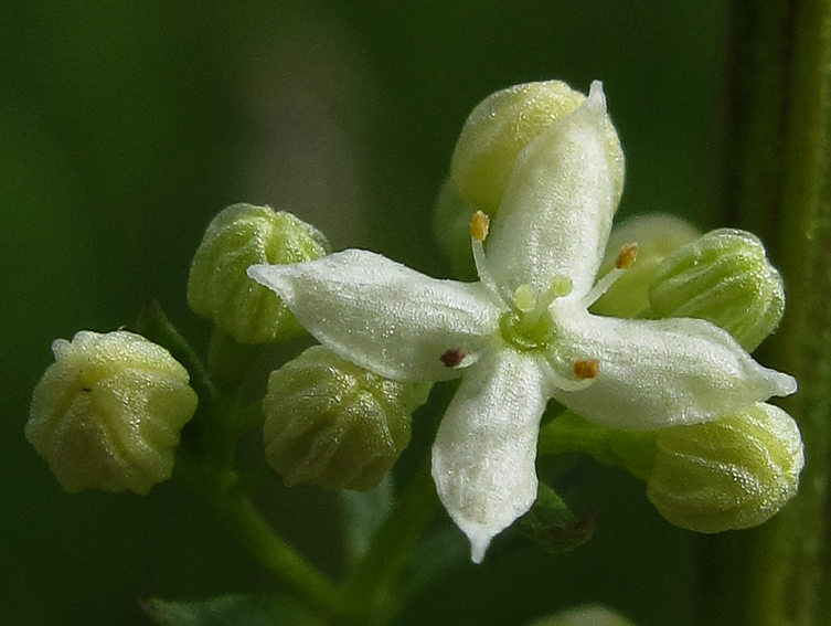 Galium8b