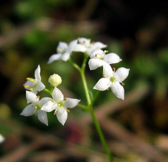 Galium8