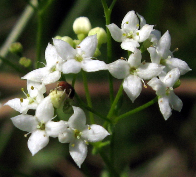 Galium13