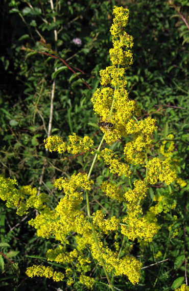 Galium9