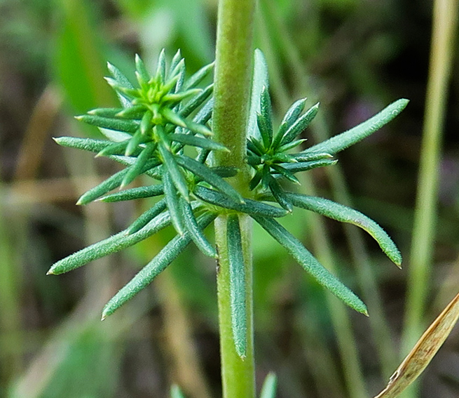 Galium10a