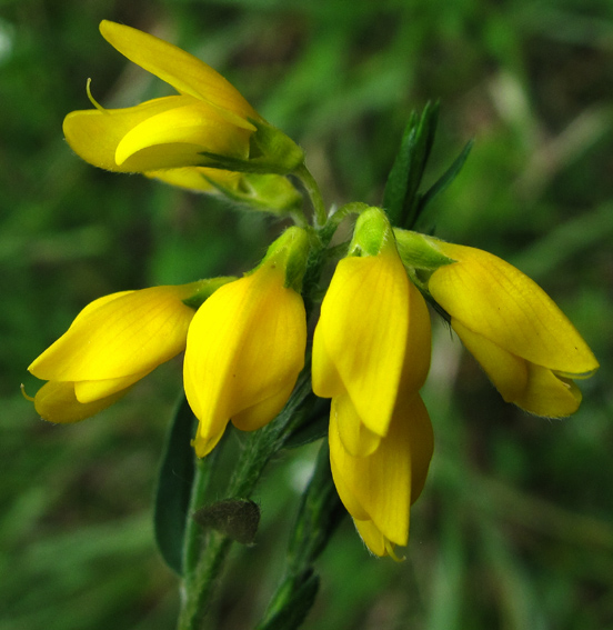 Genista17