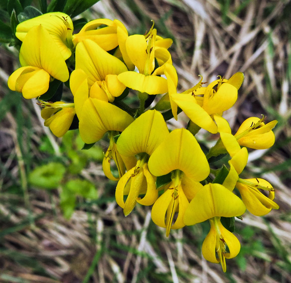 Genista6b