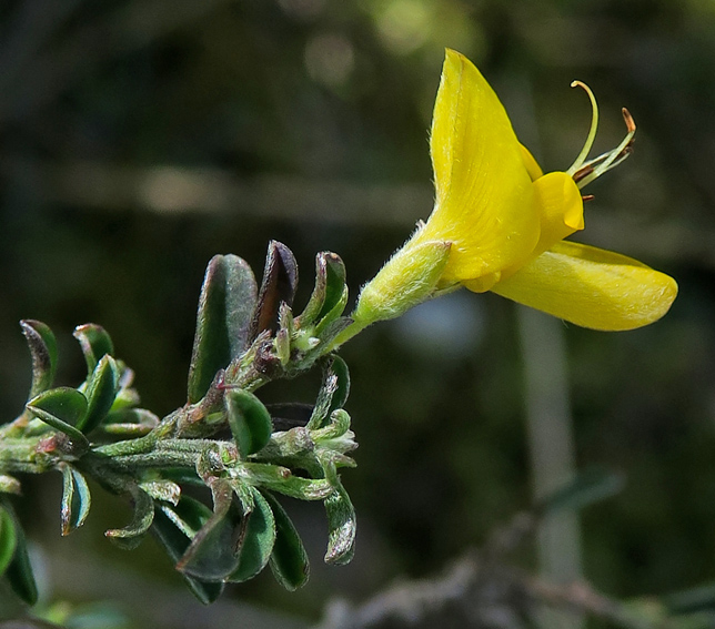 Genista3a