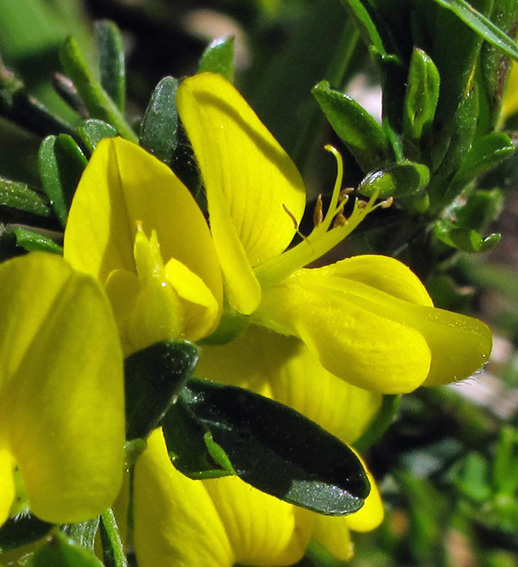 Genista5b