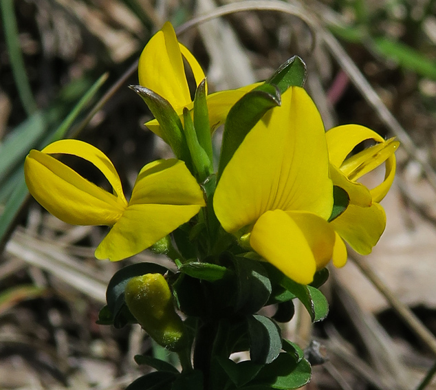 Genista3
